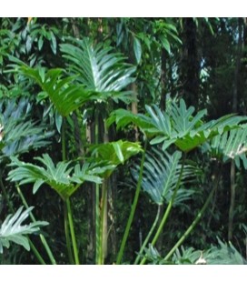 Philodendron bipinnatifidum - guaimbê, manacá, bambu-do-brejo, imbê, banana de imbê, banana-de-morcego, banana-do-brejo